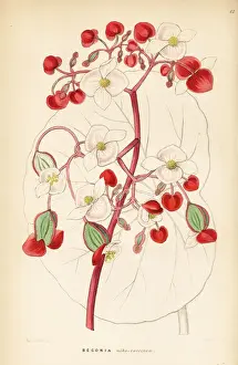 White and scarlet begonia, Begonia albococcinea