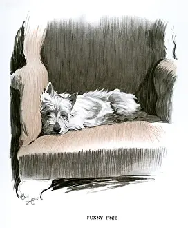 Wink Prints: White Scots terrier lying in an armchair