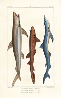 Shark Prints: White shark, nurse shark and blue shark