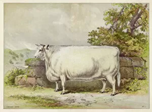 Agricultural Collection: White shorthorn heifer exhibited at Smithfield