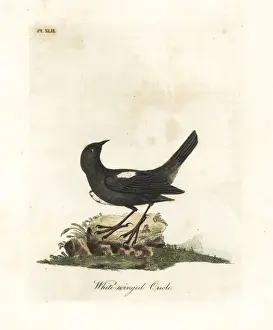 Oriolus Prints: White-shouldered tanager, Tachyphonus luctuosus