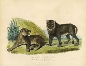 Panthera Collection: White or Silver Lions, Panthera leo melanochaita