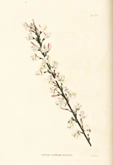 Multiflorum Prints: White Spanish broom, Cytisus multiflorus