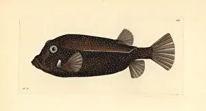 White-spotted boxfish, Ostracion meleagris