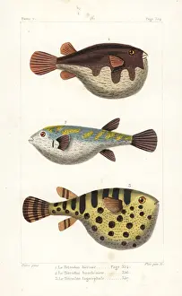 Oceanic Prints: White-spotted puffer, evileye blsop and oceanic puffer