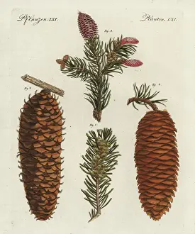 Foliage Prints: White spruce tree, Picea glauca, and Norway
