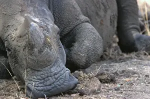 Lipped Prints: White / Square-lipped Rhino - resting in Mosi-o-Tunia