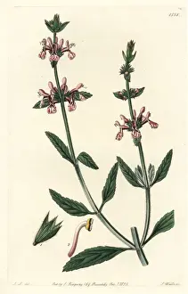 Sydenham Prints: White-stemmed stachys, Stachys albicaulis