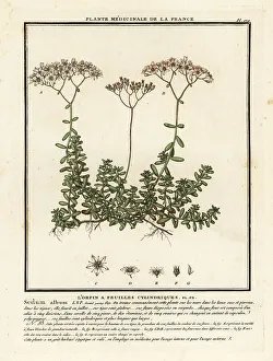 Colour Printing Prints: White stonecrop, Sedum album