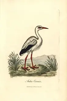 Stork Prints: White stork, Ciconia ciconia