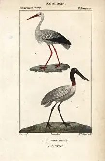 Stork Prints: White stork, Ciconia ciconia, and jabiru, Jabiru mycteria