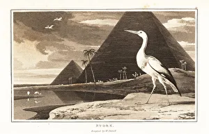 Wader Prints: White stork, Ciconia ciconia, in front of the pyramids, Egypt