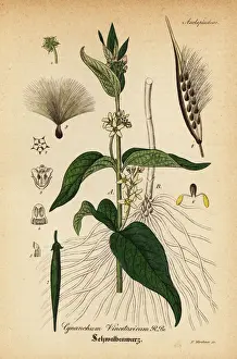 White swallow-wort, Vincetoxicum hirundinaria