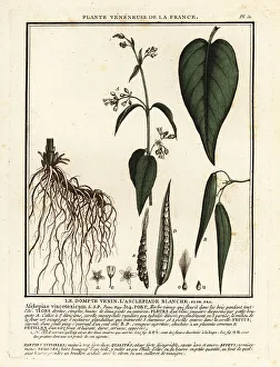 Toxic Prints: White swallow-wort, Vincetoxicum hirundinaria