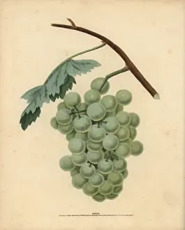Pomonabritannica Prints: White sweet water grape, Vitis vinifera