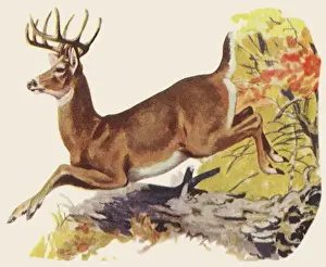 Startled Prints: White-Tailed Deer Date: 1948