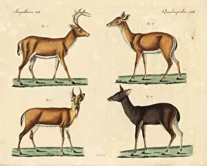 Equina Gallery: White-tailed deer and Malayan sambar deer