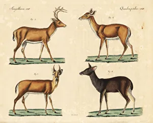 Equina Gallery: White-tailed deer and Malayan sambar deer
