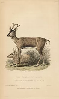 Griffith Collection: White-tailed deer, Odocoileus virginianus