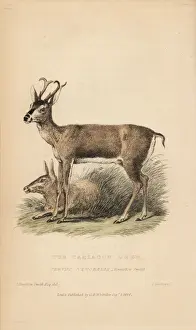 Buck Prints: White-tailed deer, Odocoileus virginianus