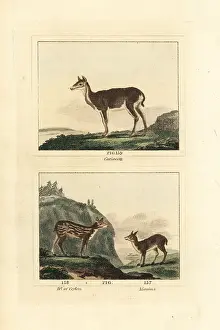 James Smith Barr Prints: White-tailed deer, Sri Lankan axis and white-spotted chevrotain