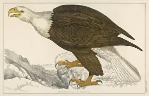 White-Tailed Eagle