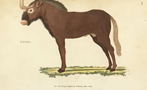 Kearsley Prints: White-tailed gnu, Connochaetes gnou
