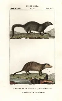 White tailed mongoose, Ichneumia albicauda