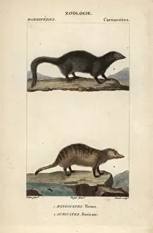 Cuvier Prints: White tailed mongoose, Ichneumia albicauda