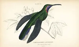 Hummingbirds Prints: White-tailed sabrewing, Campylopterus ensipennis
