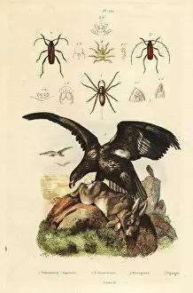 Guerin Meneville Collection: White-tailed sea eagle, water spider, Purpuricenus