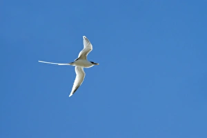 Images Dated 26th June 2011: White-tailed Tropicbird