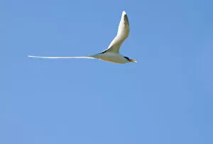 Phaethon Collection: White-tailed Tropicbird