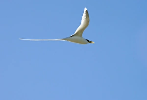 Images Dated 26th June 2011: White-tailed Tropicbird