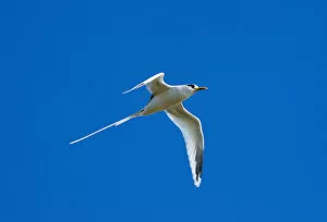 Images Dated 26th June 2011: White-tailed Tropicbird