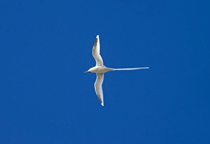 Images Dated 26th June 2011: White-tailed Tropicbird