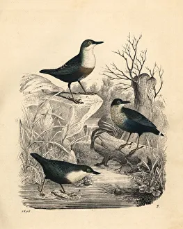 Aquaticus Gallery: White-throated dipper, Cinclus cinclus