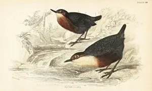 White-throated dipper or water ouzel, Cinclus cinclus