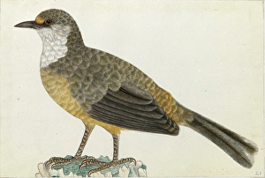 Images Dated 6th August 2013: White-throated Laughingthrush
