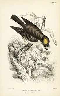 Flycatchers Prints: White-throated spadebill, Platyrinchus mystaceus