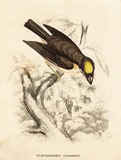 White-throated spadebill, Platyrinchus mystaceus