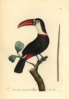 White-throated toucan, Ramphastos tucanos