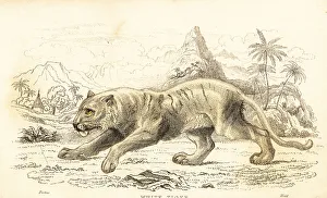 White tiger, Panthera tigris tigris. Endangered