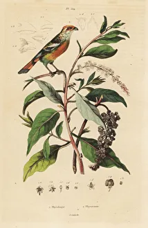 Guerin Meneville Collection: White-tipped plantcutter, Phytotoma rutile