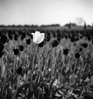 Tulip Gallery: A white tulip amongst black tulips