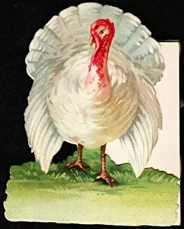 Images Dated 18th November 2015: White turkey on a cutout Christmas card