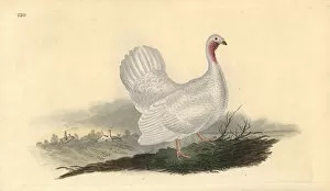 Variant Collection: White turkey, Melagris gallopavo (variant)