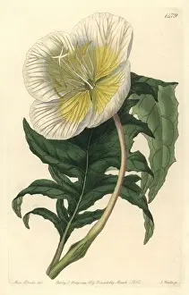 Sydenham Prints: White upright evening primrose, Oenothera anisoloba