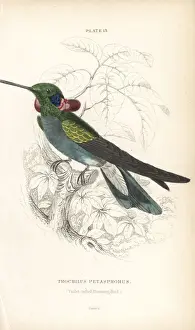 Hummingbirds Prints: White-vented violetear, Colibri serrirostris