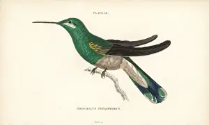 White-vented violetear, Colibri serrirostris, female